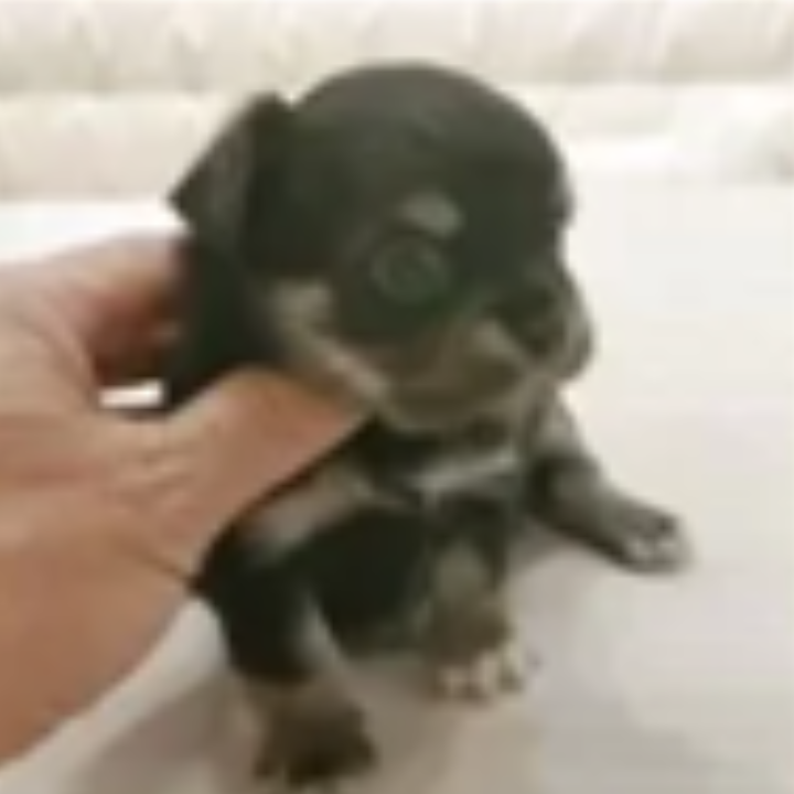 Pet-image
