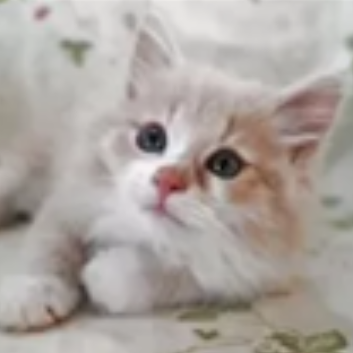 ノルウェジアン・フォレスト・キャット