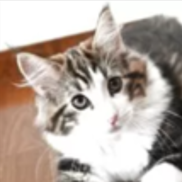 ノルウェジアン・フォレスト・キャット