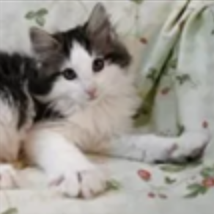 ノルウェジアン・フォレスト・キャット
