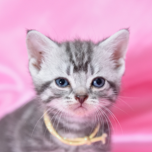 Pet-image