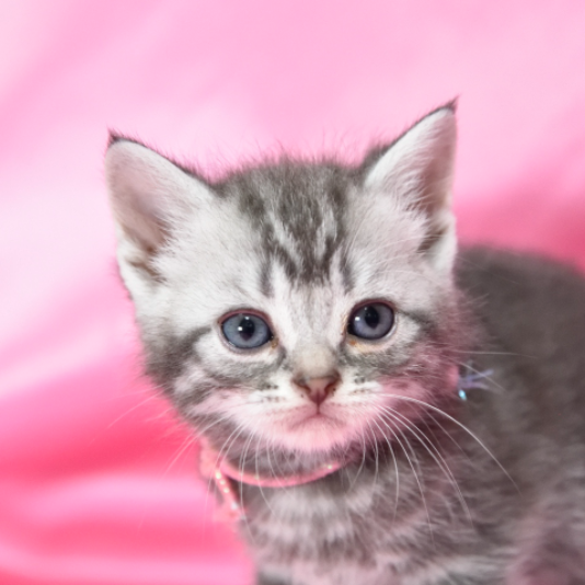 Pet-image