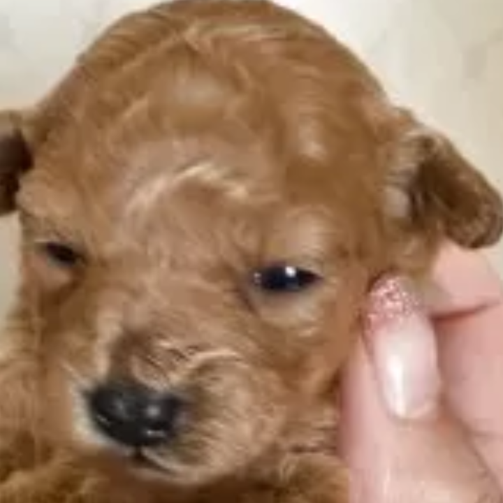 Pet-image