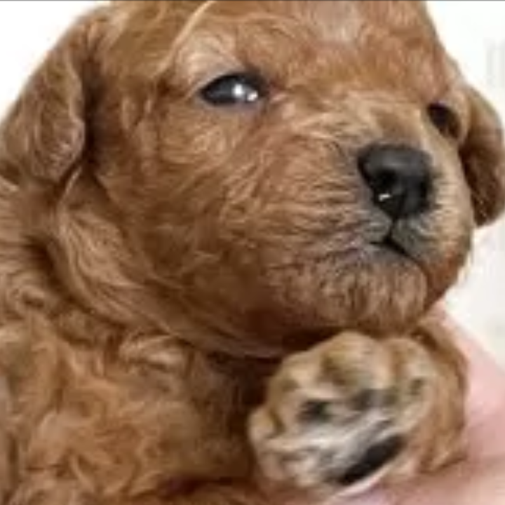 Pet-image
