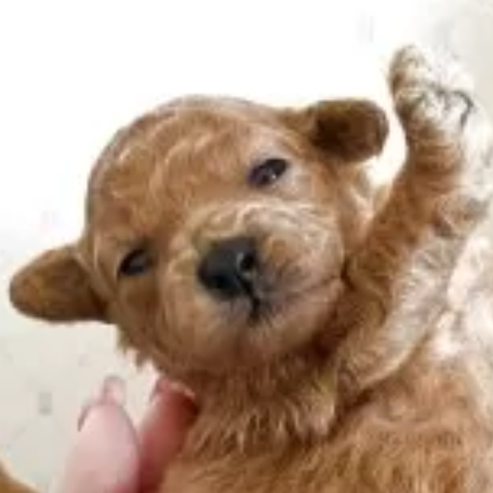 Pet-image