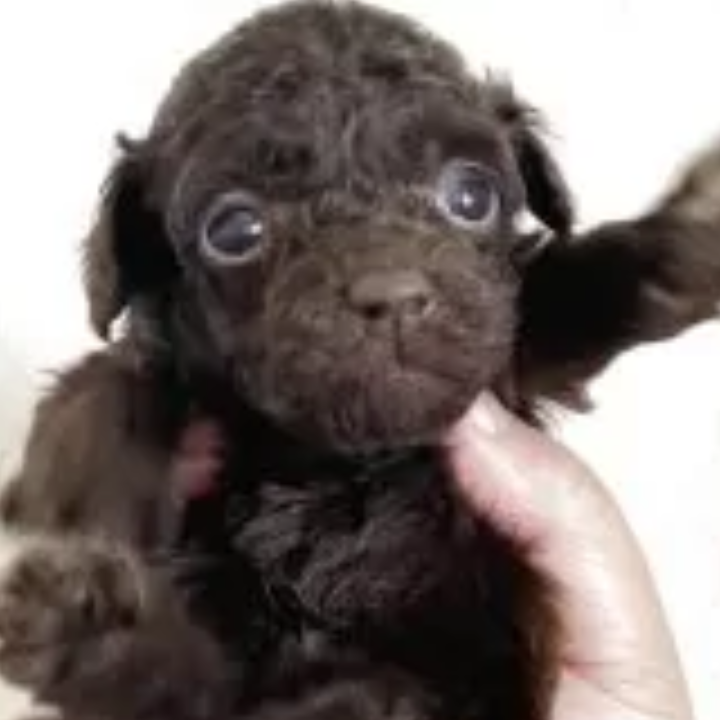 Pet-image