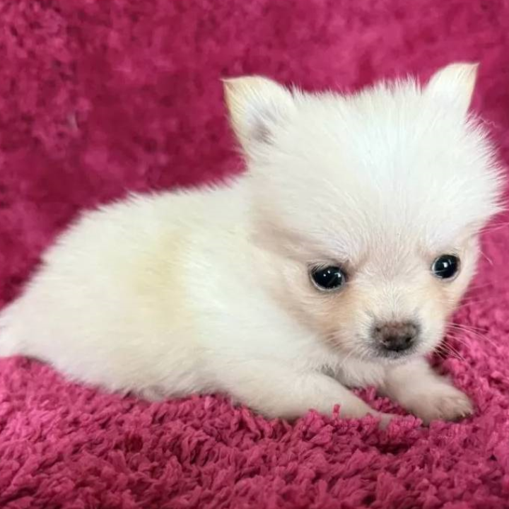 ＭＩＸ（犬）(小型)