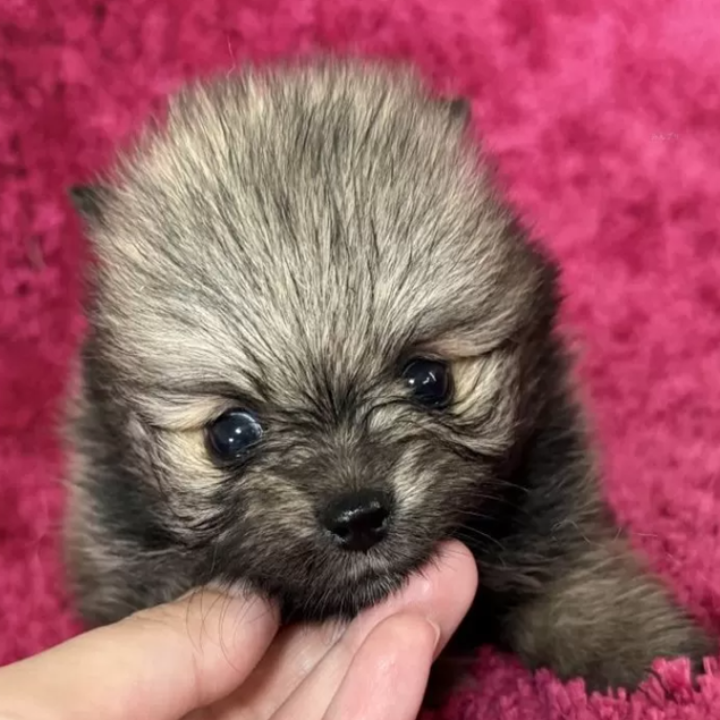 Pet-image