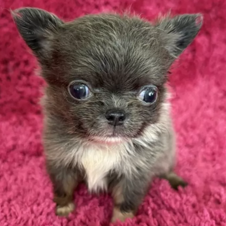 Pet-image
