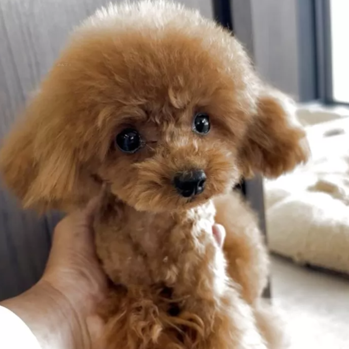 Pet-image