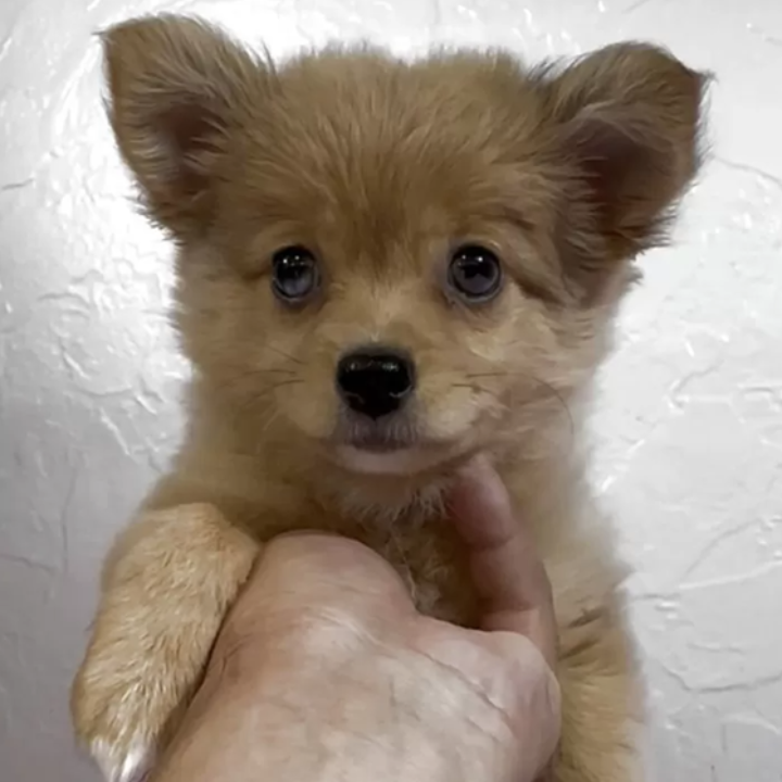 Pet-image