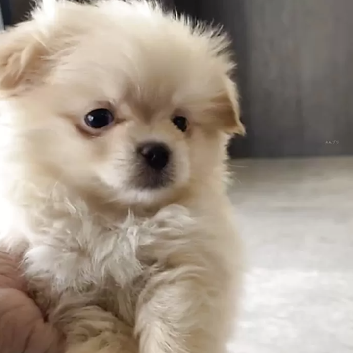 ＭＩＸ（犬）(小型)