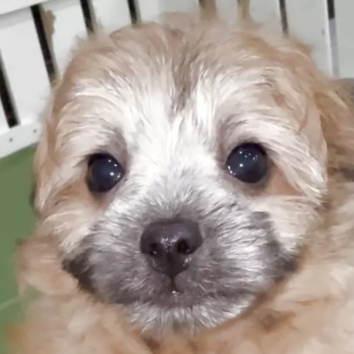 ＭＩＸ（犬）(小型)