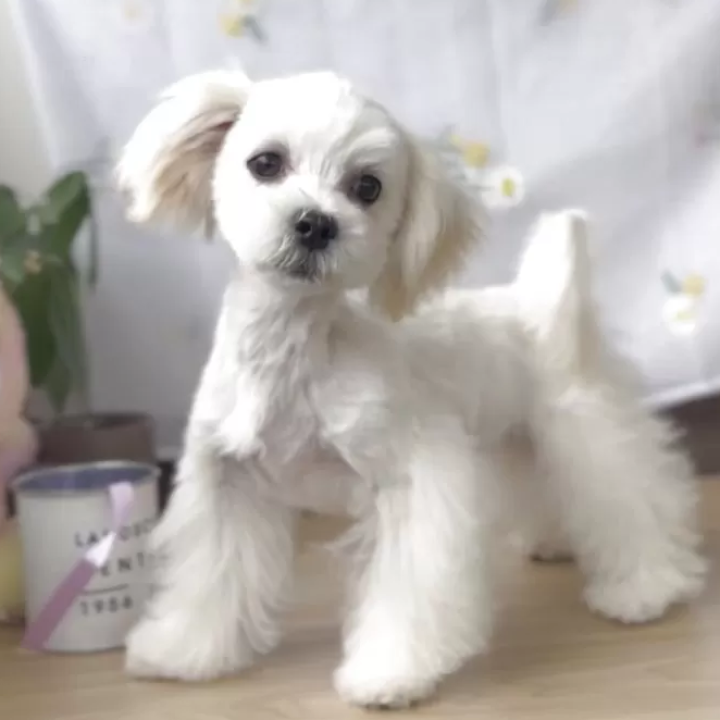 ＭＩＸ（犬）(小型)