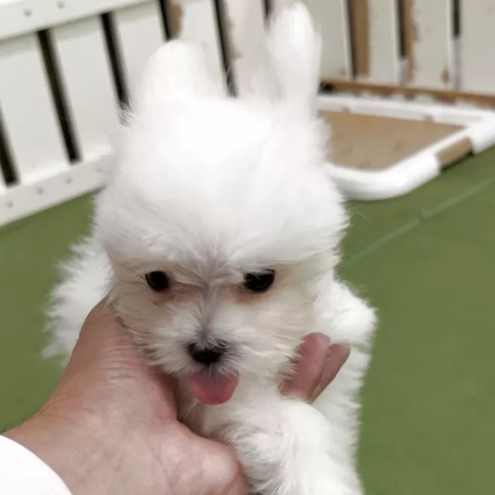 Pet-image