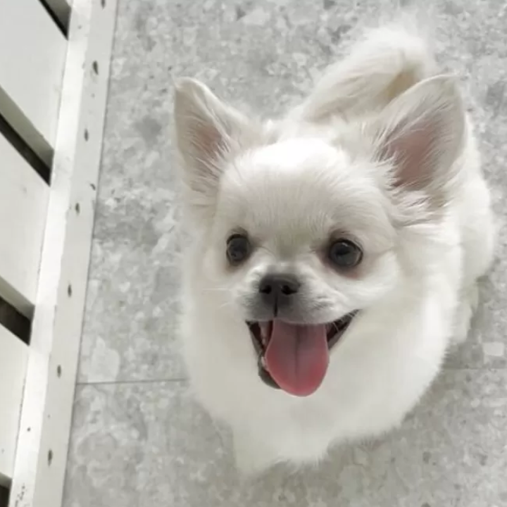 Pet-image