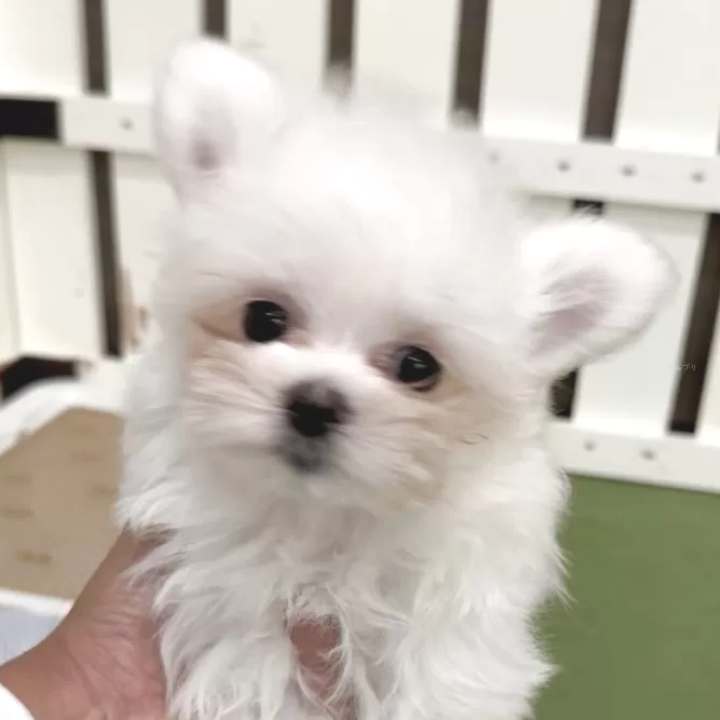 Pet-image