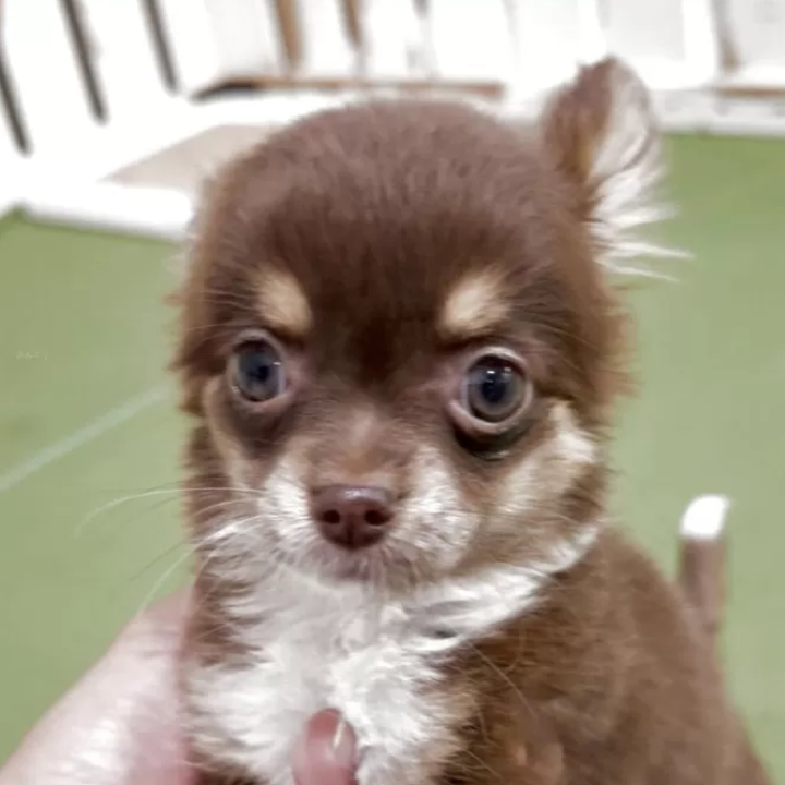 Pet-image