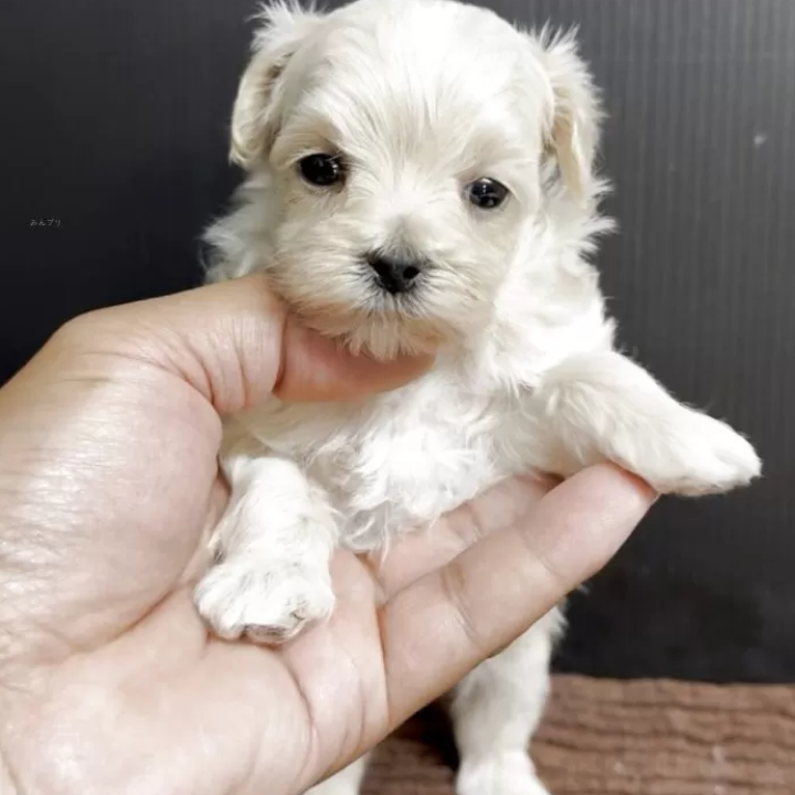 ＭＩＸ（犬）(小型)