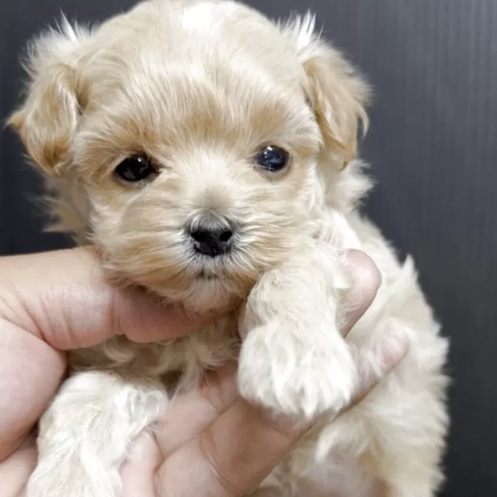 ＭＩＸ（犬）(小型)