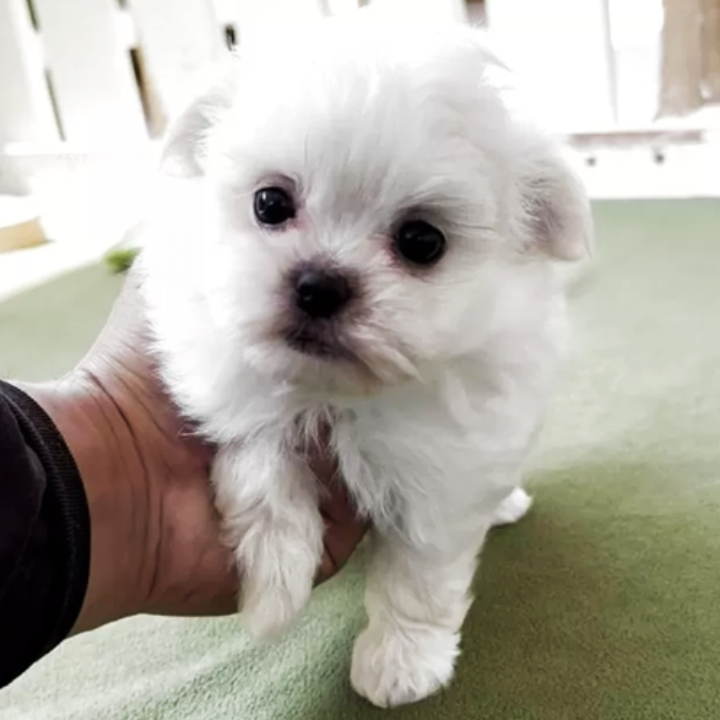 ＭＩＸ（犬）(小型)