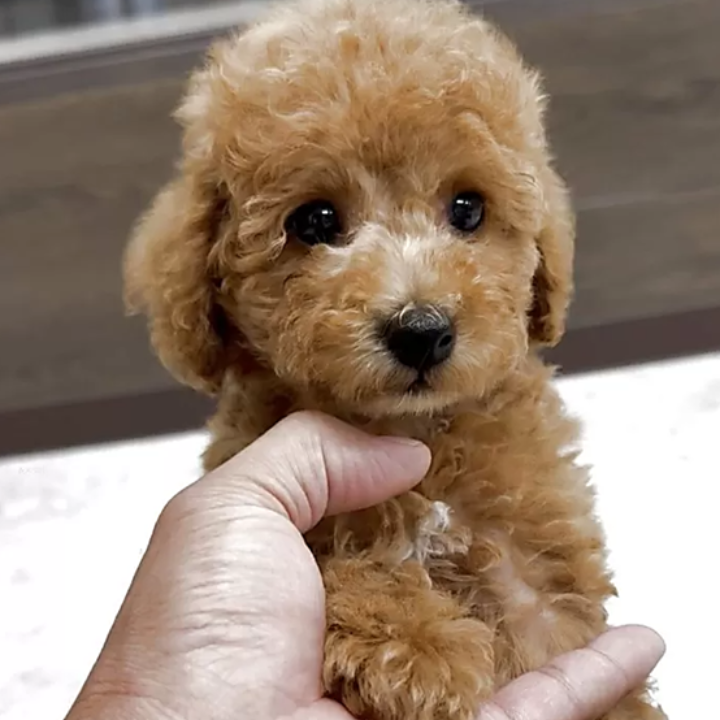 Pet-image