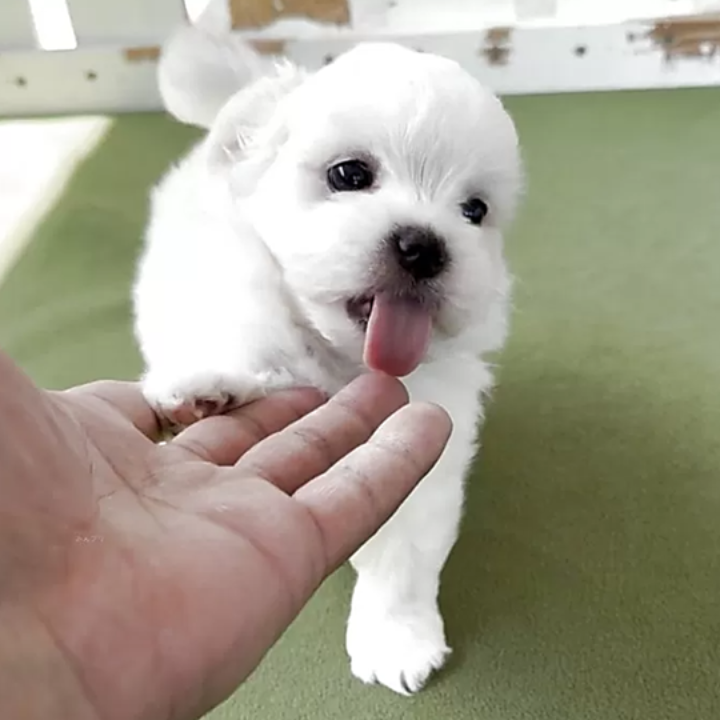 Pet-image