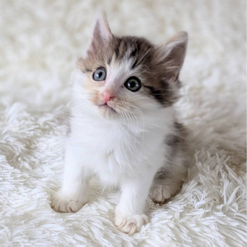 ノルウェジアン・フォレスト・キャット