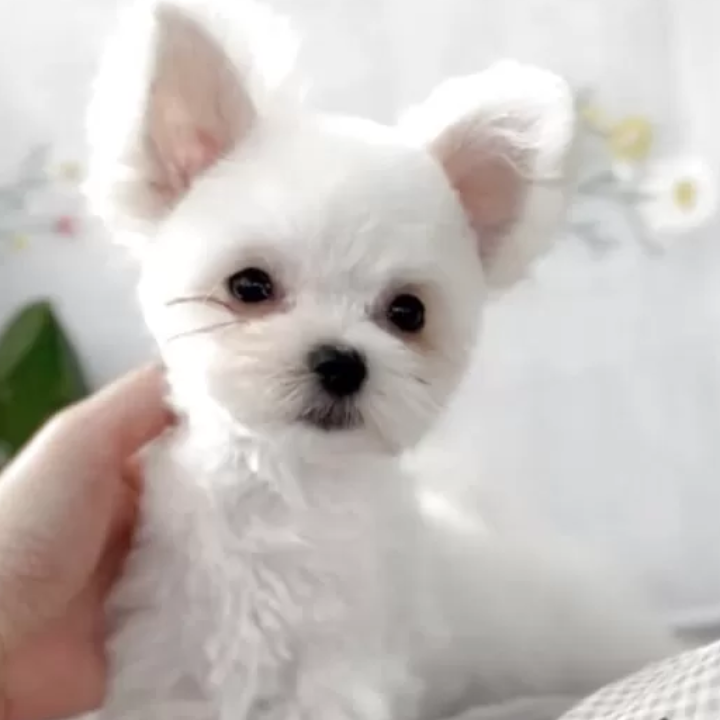 Pet-image