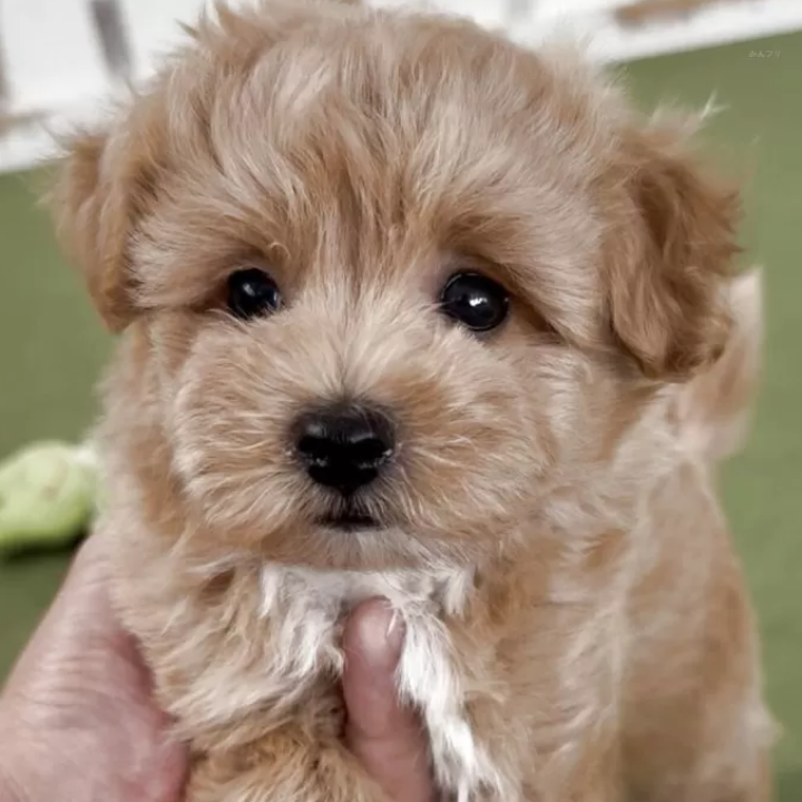 Pet-image