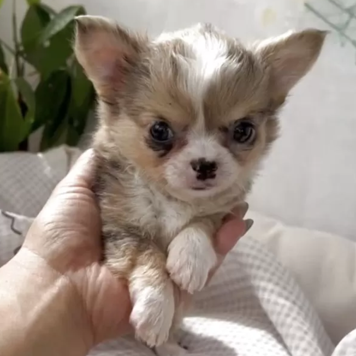 Pet-image