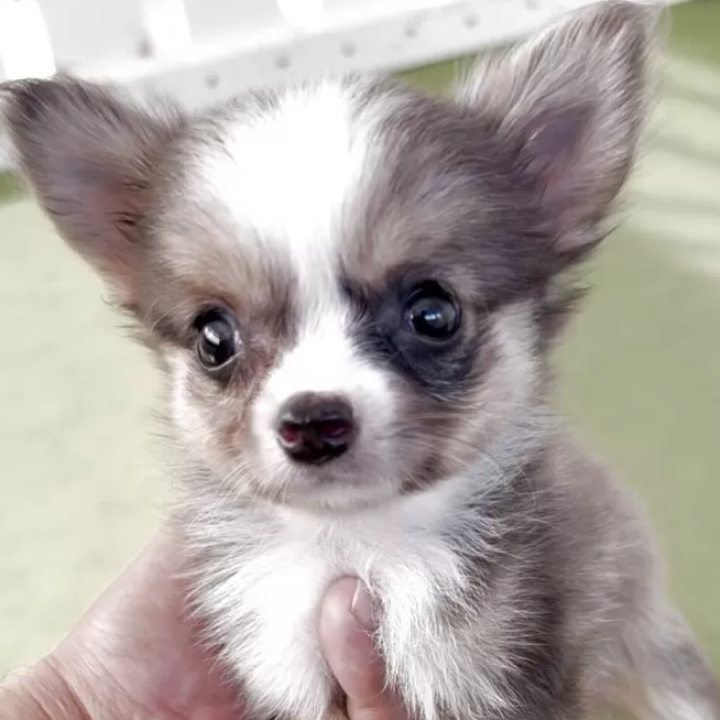 Pet-image
