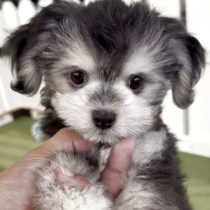 Pet-image