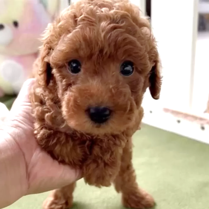 Pet-image