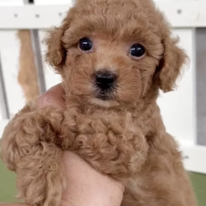 Pet-image