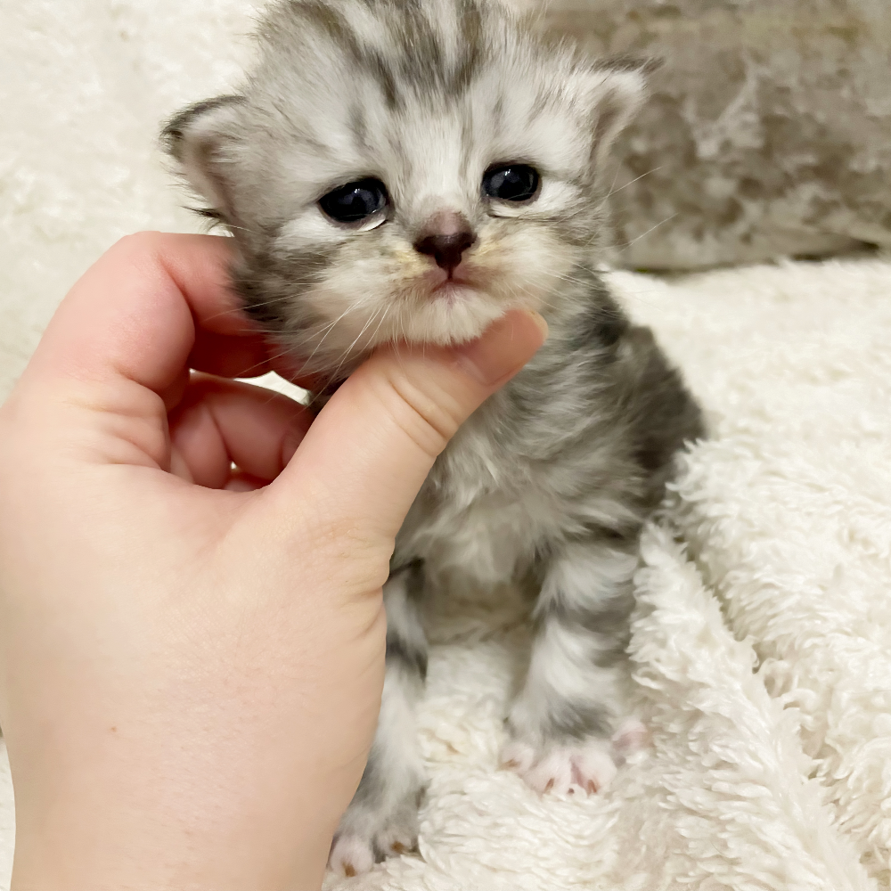 Pet-image