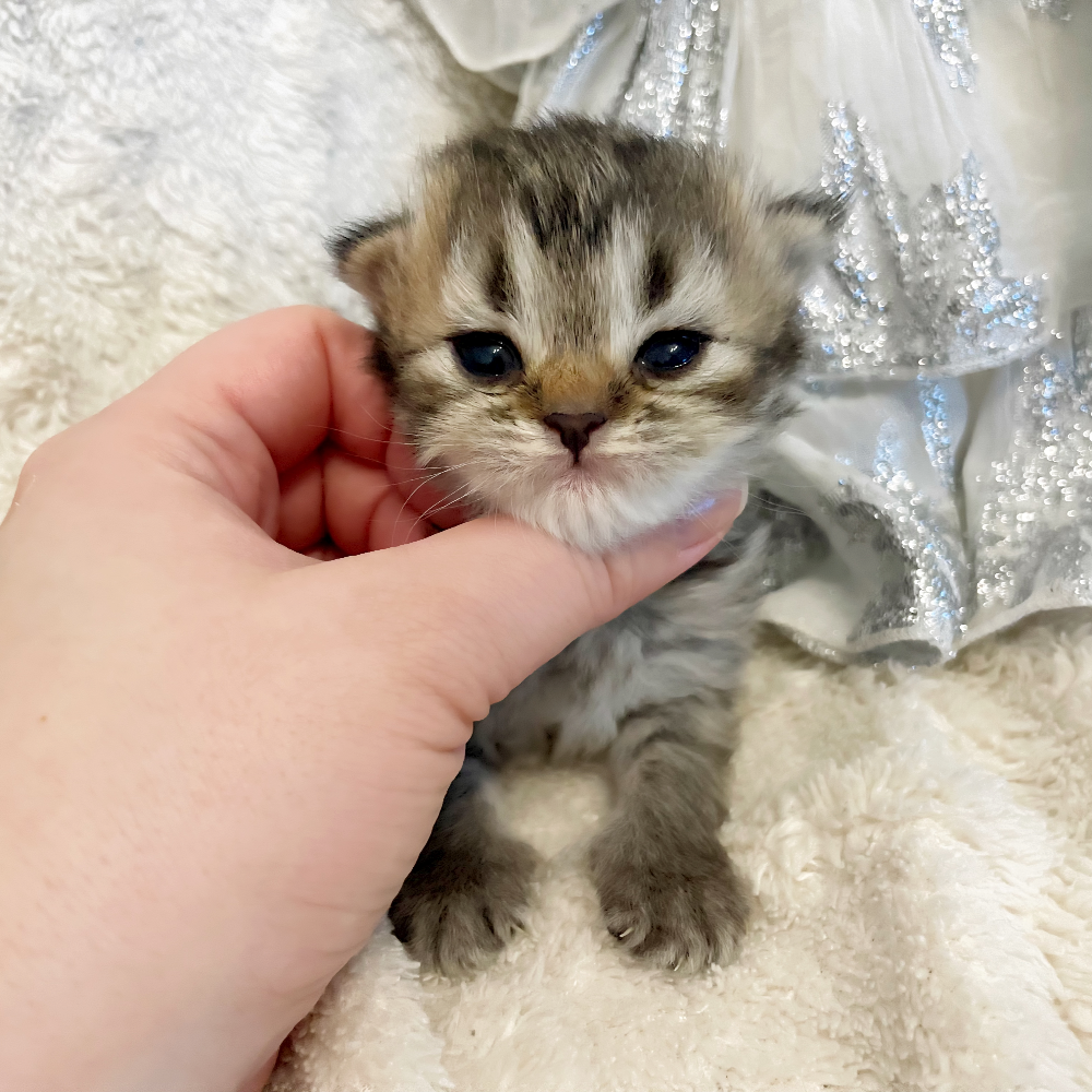Pet-image