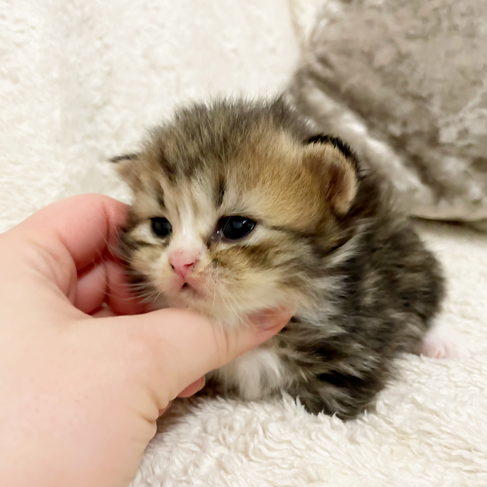 Pet-image