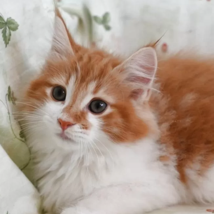 ノルウェジアン・フォレスト・キャット