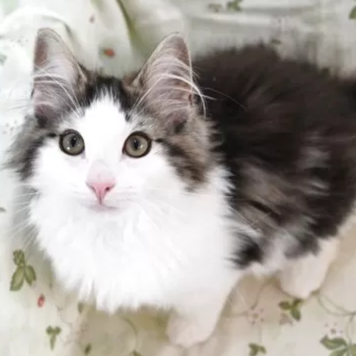 ノルウェジアン・フォレスト・キャット