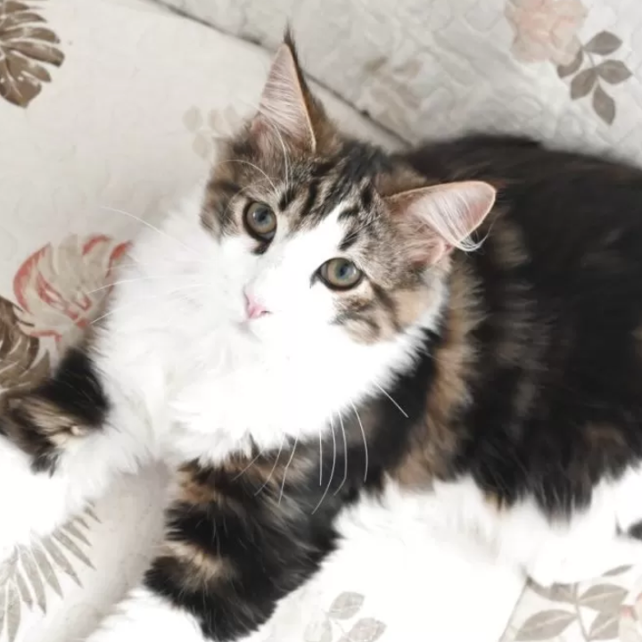 ノルウェジアン・フォレスト・キャット
