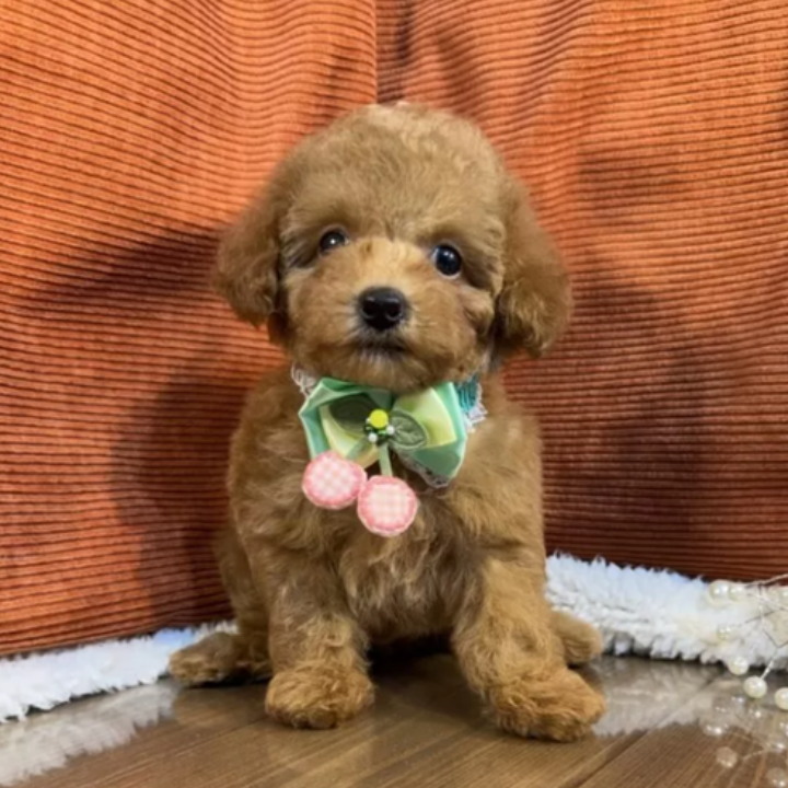 Pet-image
