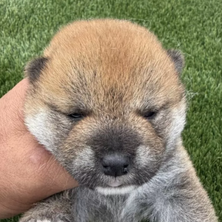Pet-image