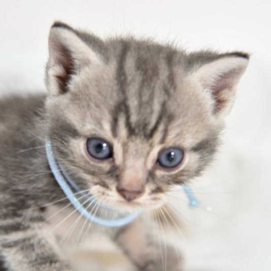 Pet-image