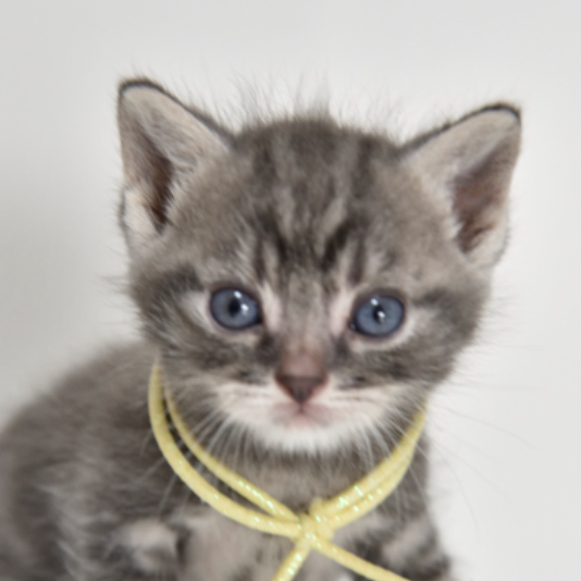 Pet-image