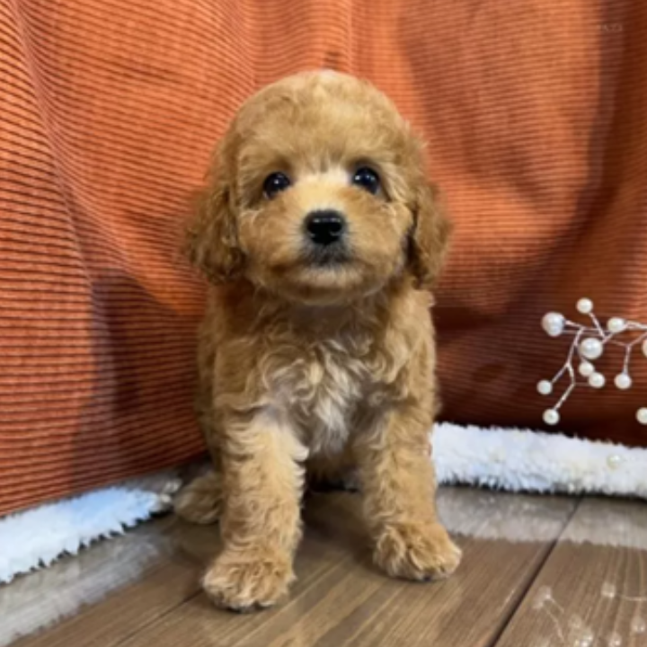 Pet-image