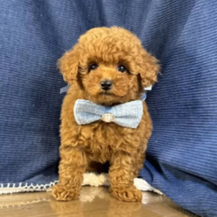 Pet-image