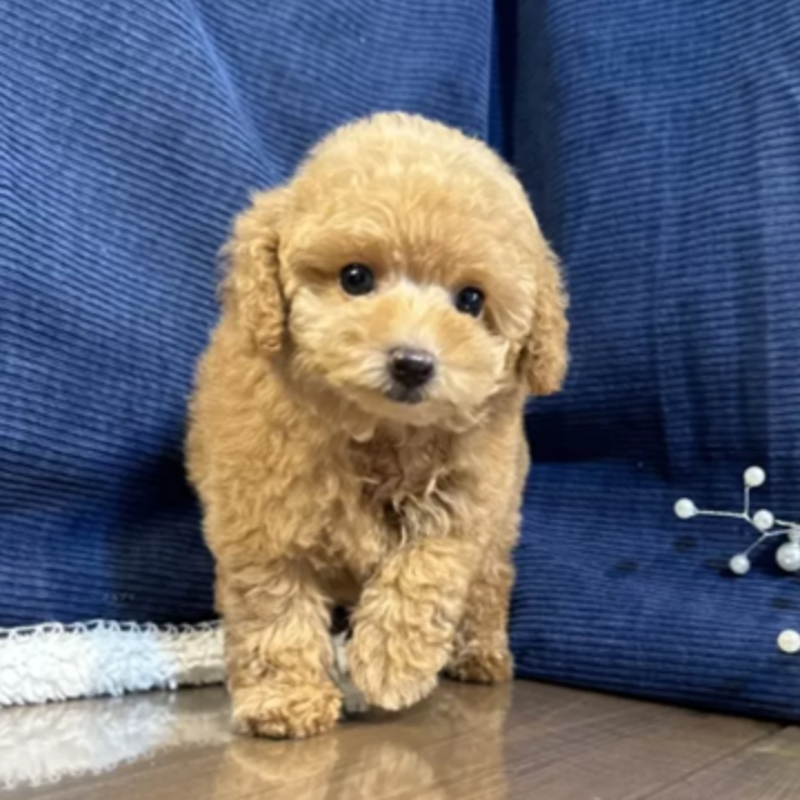Pet-image