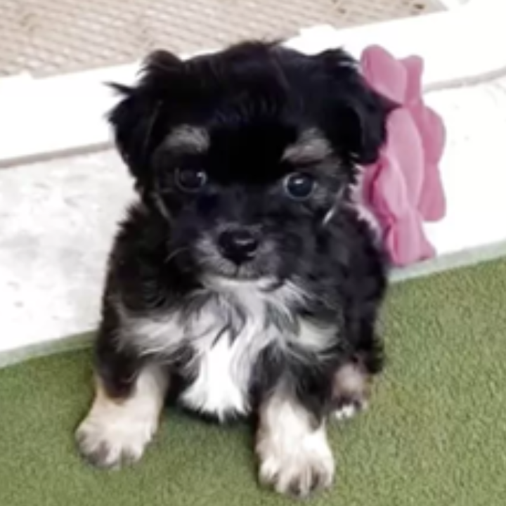 Pet-image