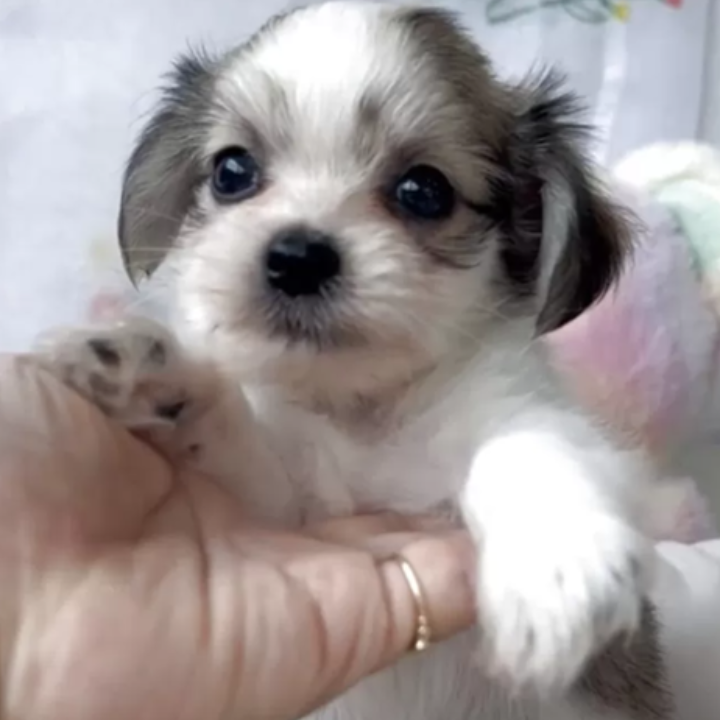 Pet-image